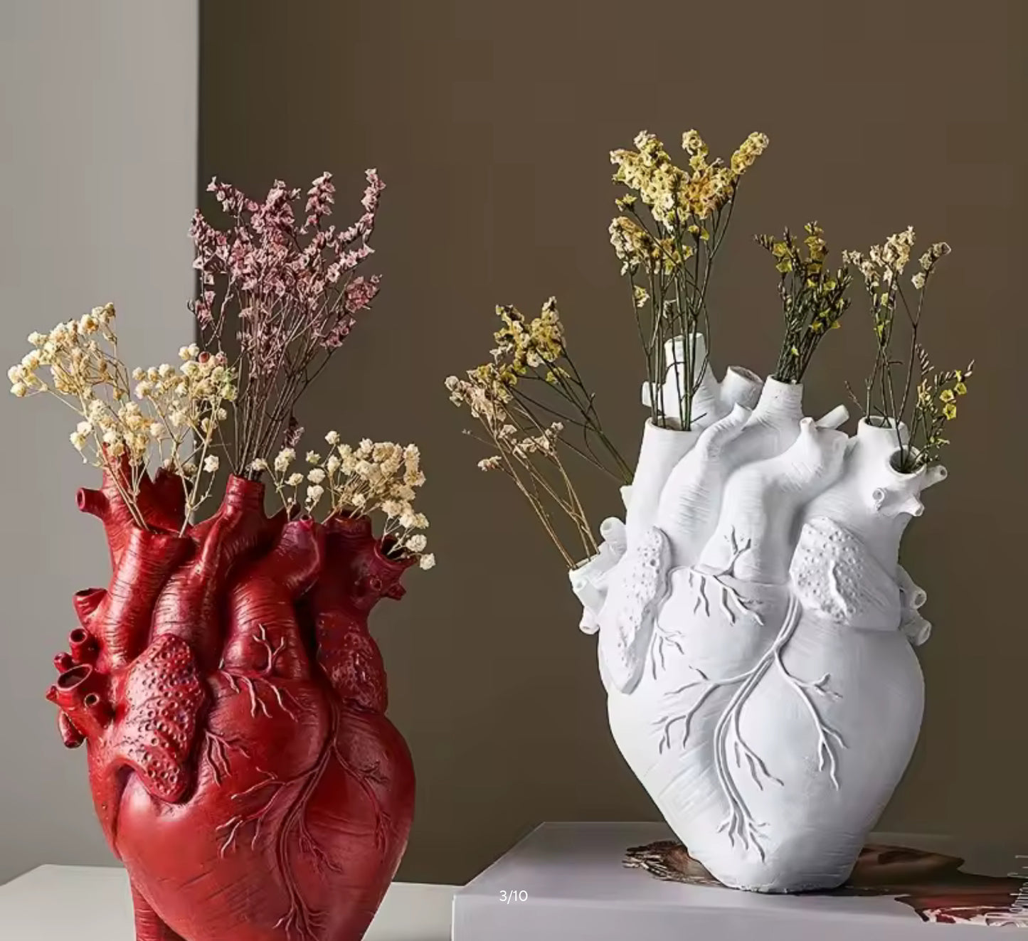 Vaso cuore anatomico