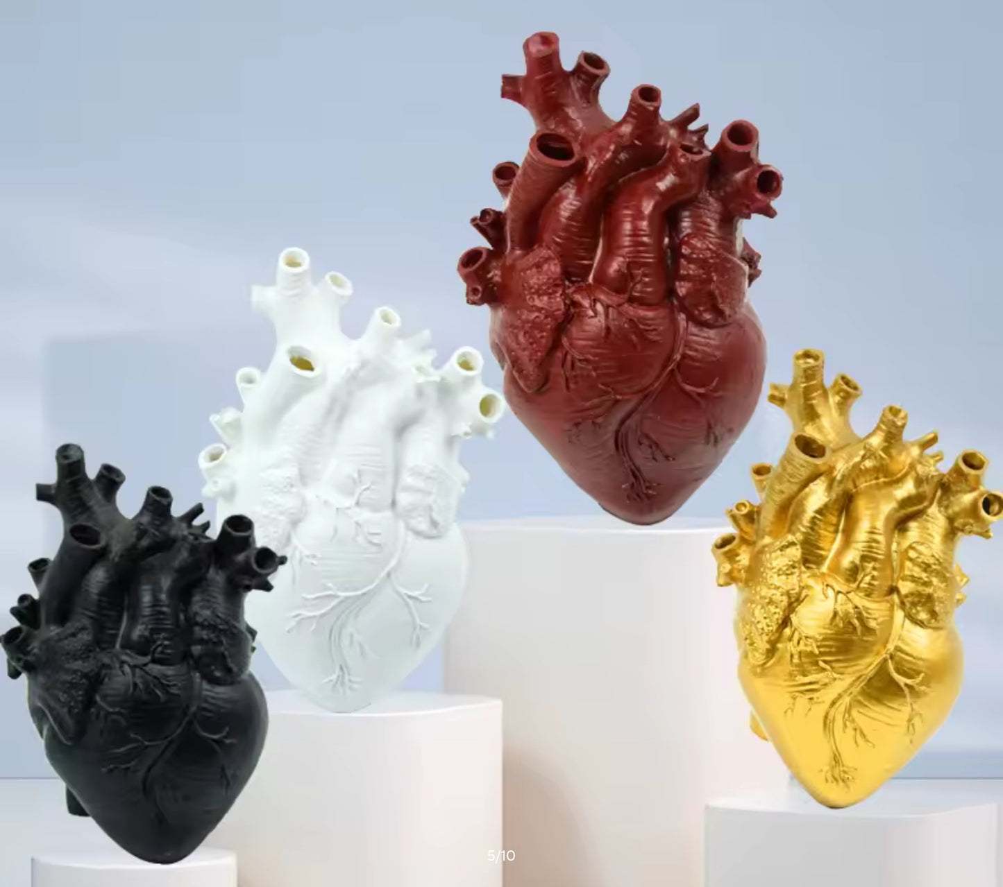 Vaso cuore anatomico