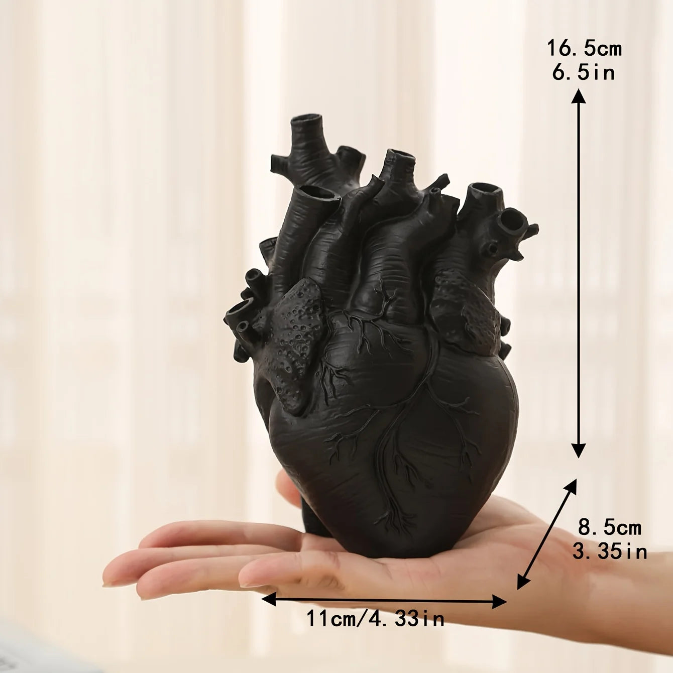 Vaso cuore anatomico