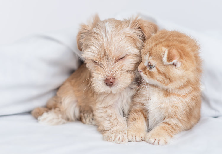 Cuccioli